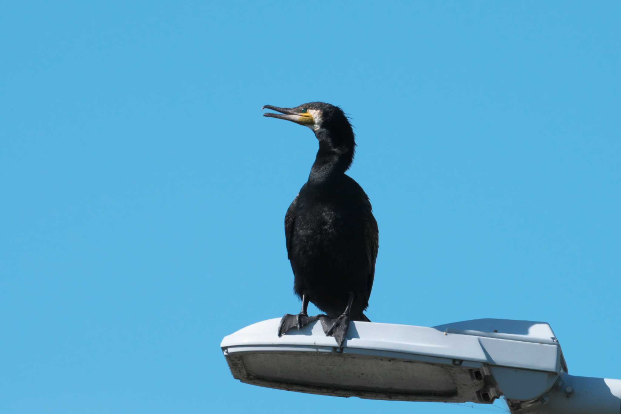 Photo of Great Cormorant at 池子の森自然公園 by Y. Watanabe
