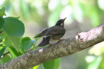 White-cheeked Starling 池子の森自然公園 Fri, 5/3/2024