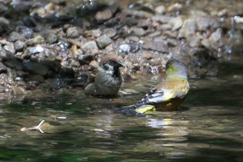 Eurasian Tree Sparrow 池子の森自然公園 Fri, 5/3/2024