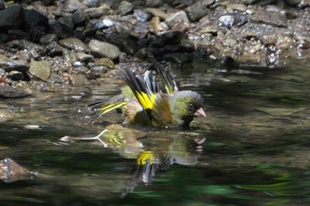 Fri, 5/3/2024 Birding report at 池子の森自然公園