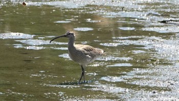 チュウシャクシギ 葛西臨海公園 2024年5月3日(金)