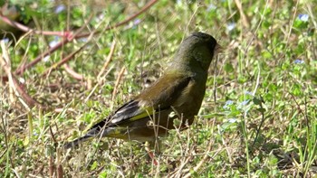 Grey-capped Greenfinch Kasai Rinkai Park Fri, 5/3/2024