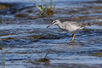 Grey-tailed Tattler 多摩川二ヶ領宿河原堰 Fri, 5/3/2024