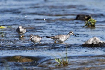 Grey-tailed Tattler 多摩川二ヶ領宿河原堰 Fri, 5/3/2024