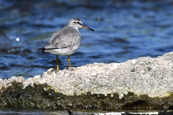 Grey-tailed Tattler 多摩川二ヶ領宿河原堰 Fri, 5/3/2024