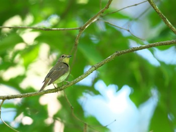 Narcissus Flycatcher 多峯主山 Fri, 5/3/2024