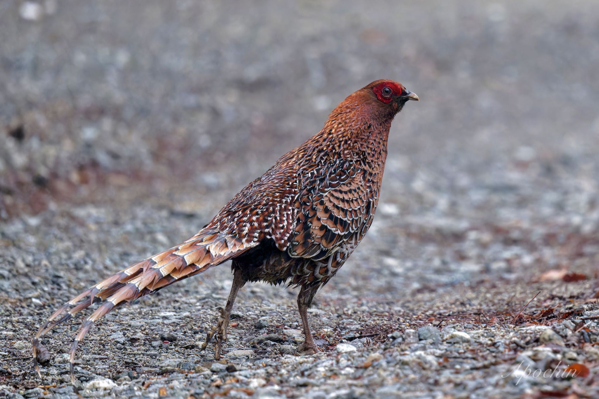 Photo of Copper Pheasant at 大蔵高丸 by アポちん