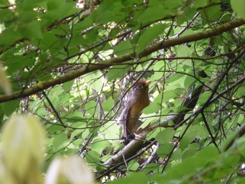 2024年5月3日(金) 横浜自然観察の森の野鳥観察記録