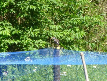 White-cheeked Starling Maioka Park Fri, 5/3/2024