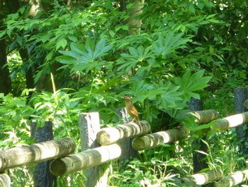 2024年5月3日(金) 舞岡公園の野鳥観察記録