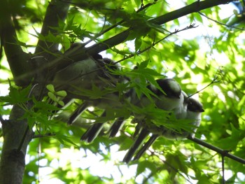 Long-tailed Tit 玉川上水 Fri, 5/3/2024