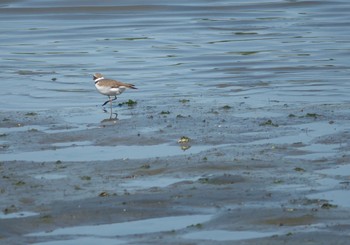 コチドリ 東京港野鳥公園 2024年4月28日(日)