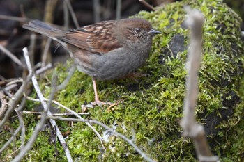 Japanese Accentor 日向林道 神奈川県伊勢原市 Sat, 3/9/2024