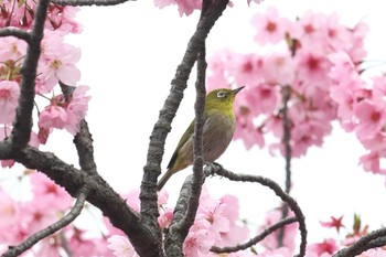 Warbling White-eye Osaka castle park Sun, 3/31/2024