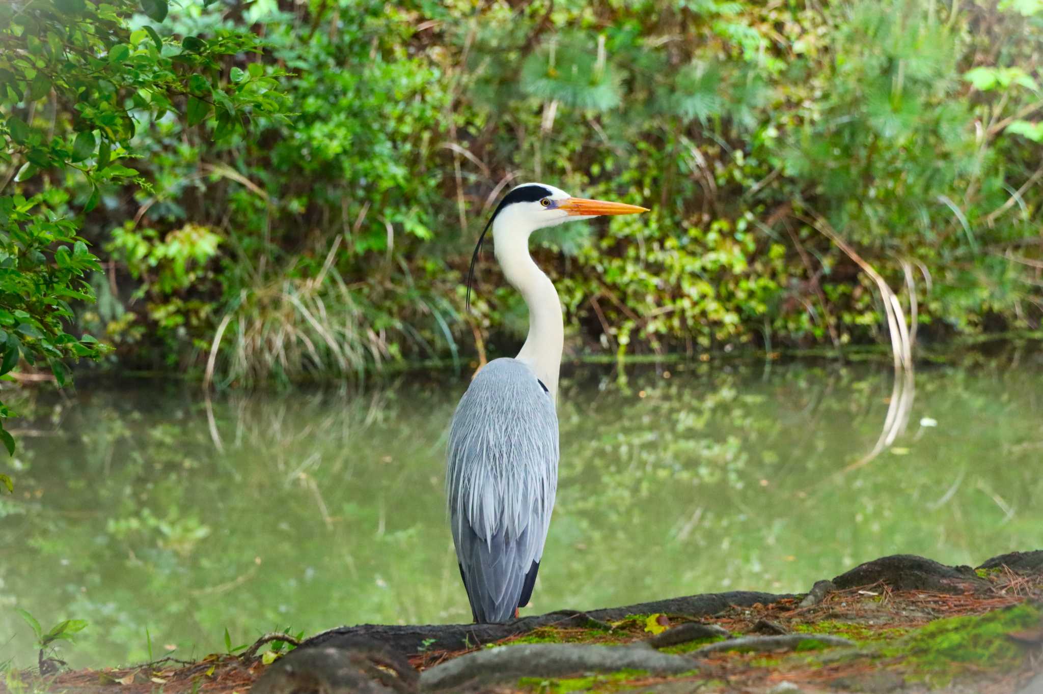 Photo of Grey Heron at 栗林公園 by らうんでる