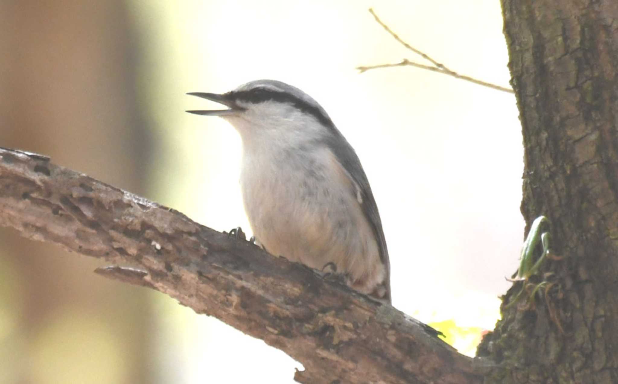 Photo of Eurasian Nuthatch at 伊香保森林公園 by TOM57