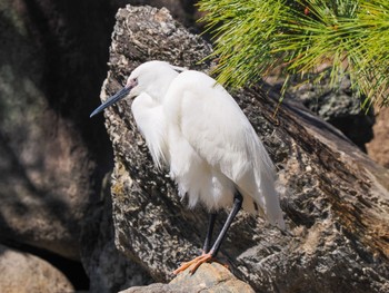 Little Egret 清澄庭園(清澄公園) Fri, 5/3/2024