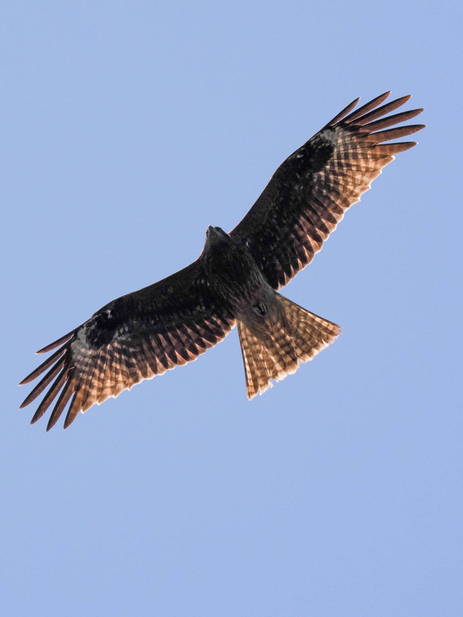 Photo of Black Kite at Teganuma by daffy@お散歩探鳥＆遠征探鳥♪