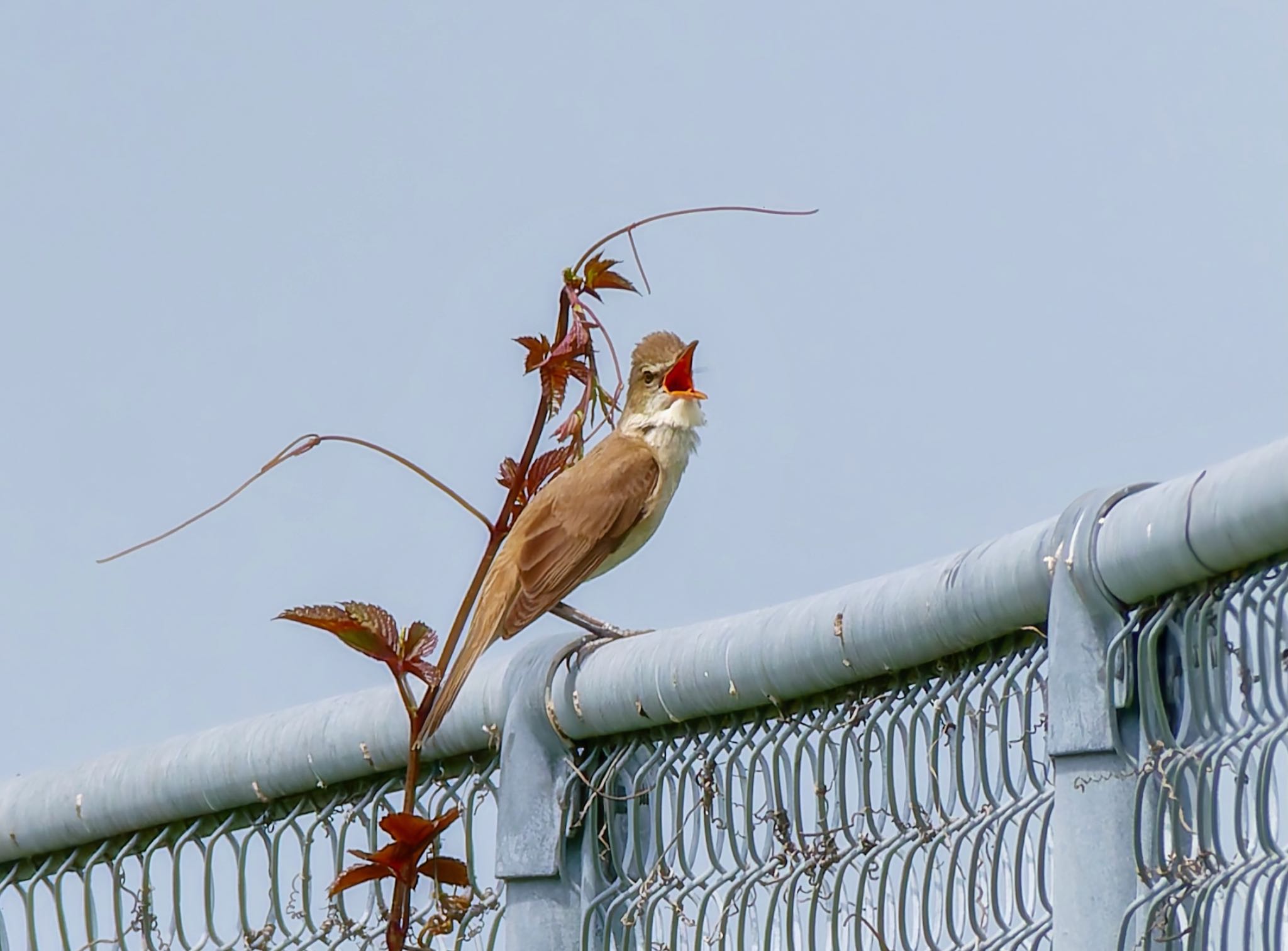 Photo of Oriental Reed Warbler at 熊本新港 by FUJIマニア