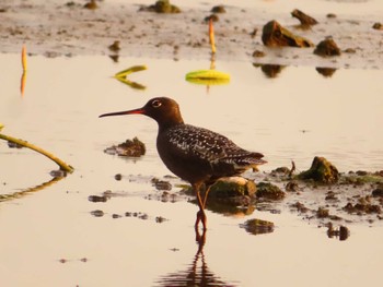 Spotted Redshank Inashiki Sun, 4/28/2024