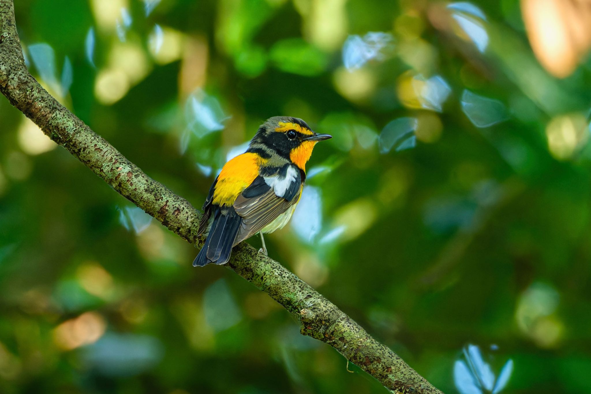 Photo of Narcissus Flycatcher at 菊池川白石堰河川公園 by FUJIマニア
