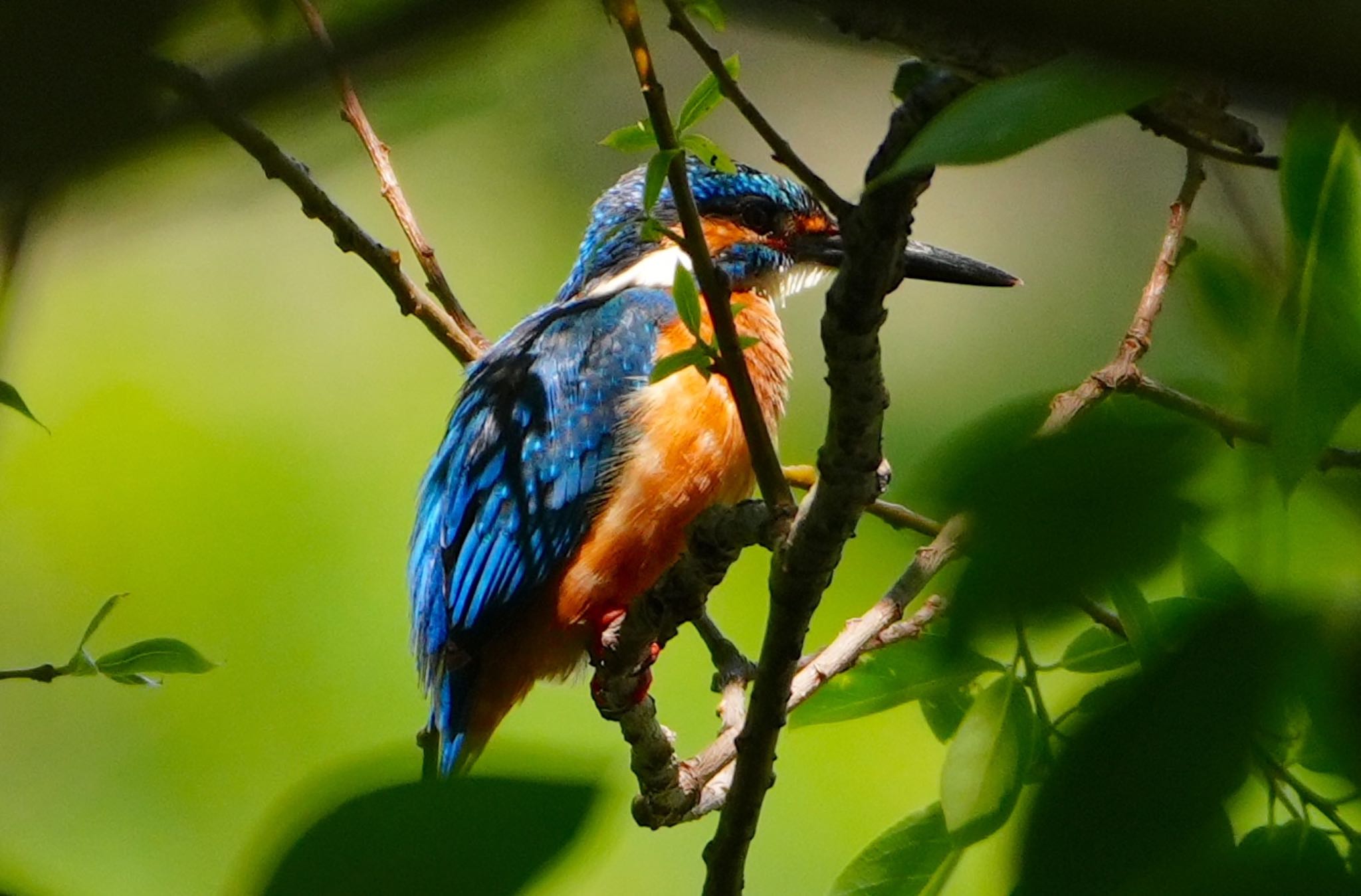 Photo of Common Kingfisher at Koyaike Park by アルキュオン