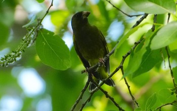 Grey-capped Greenfinch Koyaike Park Fri, 5/3/2024