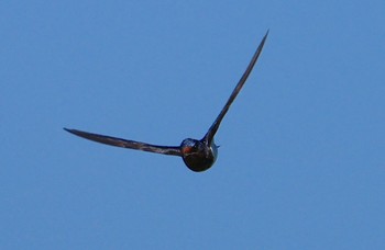 Barn Swallow Koyaike Park Fri, 5/3/2024