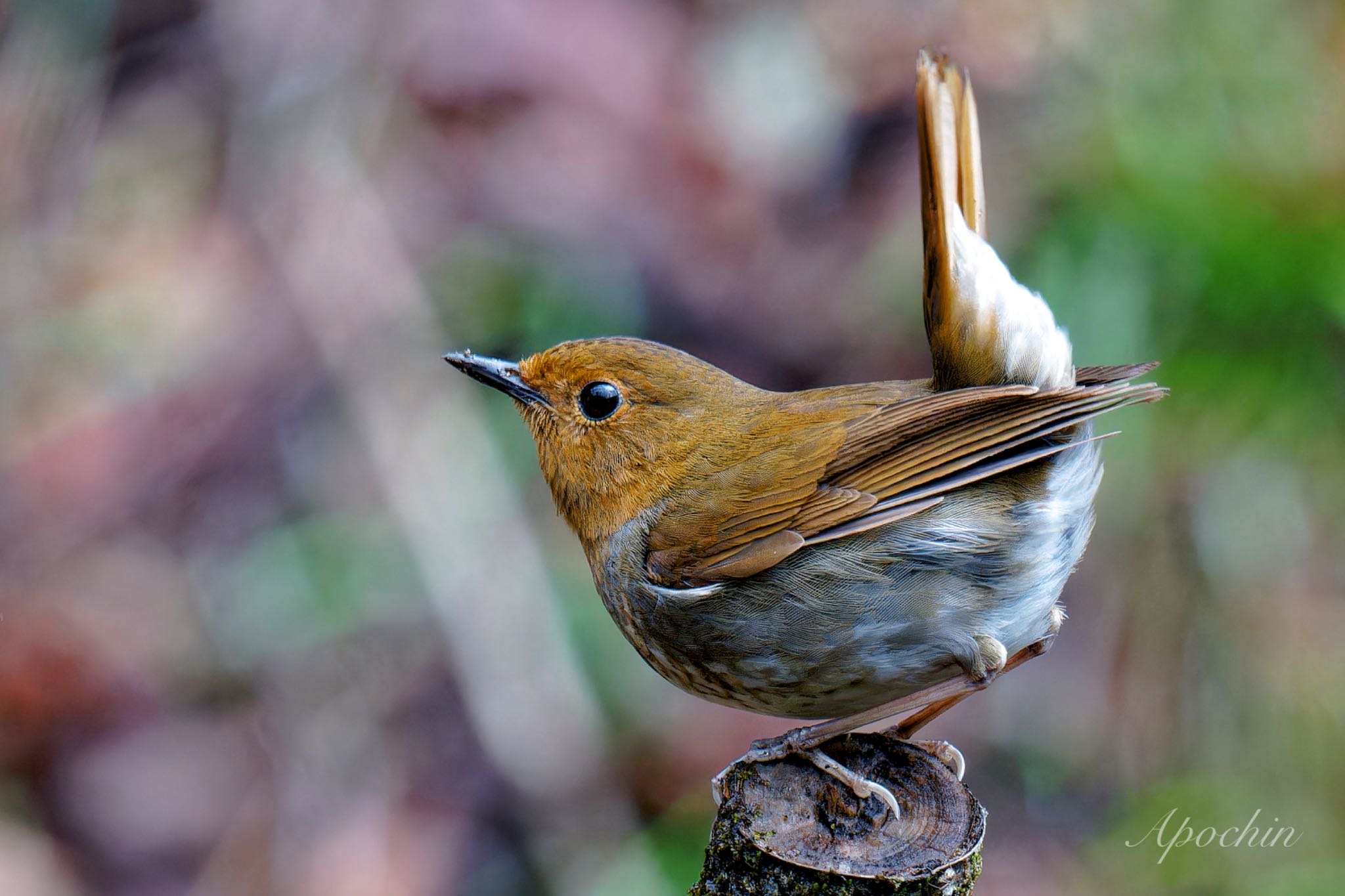 Photo of Japanese Robin at 大蔵高丸 by アポちん