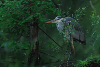 Grey Heron 善福寺公園 Thu, 5/2/2024