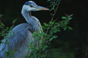 Grey Heron 善福寺公園 Thu, 5/2/2024