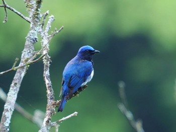 Blue-and-white Flycatcher Hayatogawa Forest Road Fri, 5/3/2024