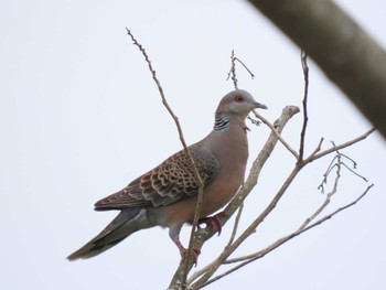 Oriental Turtle Dove Kabukuri Pond Tue, 4/30/2024