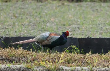 Green Pheasant 長野県南佐久郡 Mon, 4/29/2024