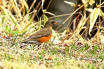 アカハラ 長野県南佐久郡 2024年4月28日(日)