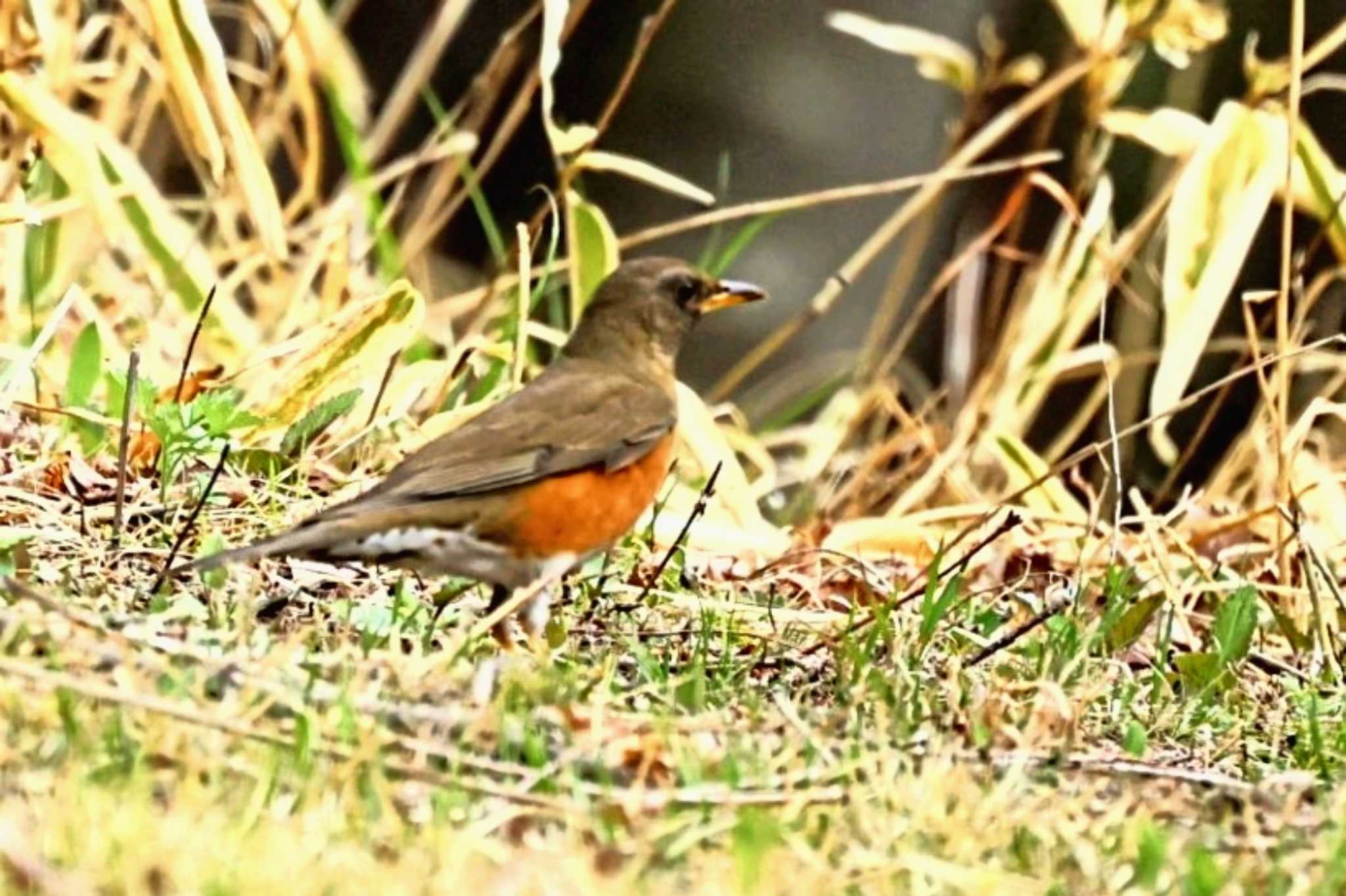 Brown-headed Thrush