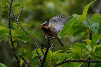 Owston's Tit Unknown Spots Fri, 5/3/2024