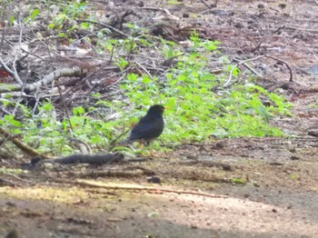 Japanese Thrush Saitama Prefecture Forest Park Fri, 5/3/2024