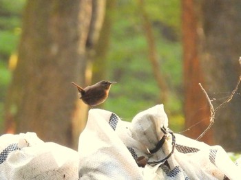 Eurasian Wren Saitama Prefecture Forest Park Fri, 5/3/2024