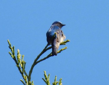 Blue-and-white Flycatcher Saitama Prefecture Forest Park Fri, 5/3/2024