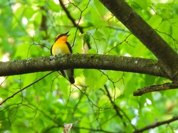 Narcissus Flycatcher Saitama Prefecture Forest Park Fri, 5/3/2024