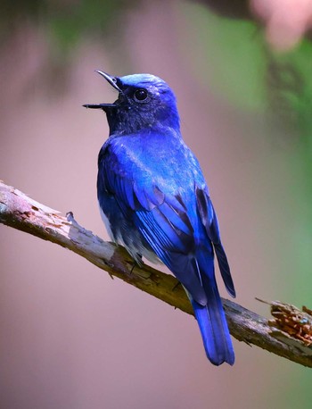 Blue-and-white Flycatcher 近所の里山 Fri, 5/3/2024