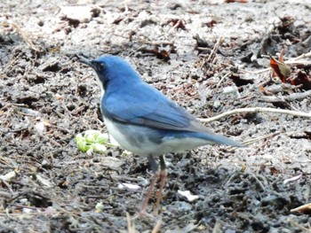 2024年5月3日(金) 甲斐大泉の野鳥観察記録