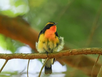 Narcissus Flycatcher 春日山原始林 Fri, 5/3/2024