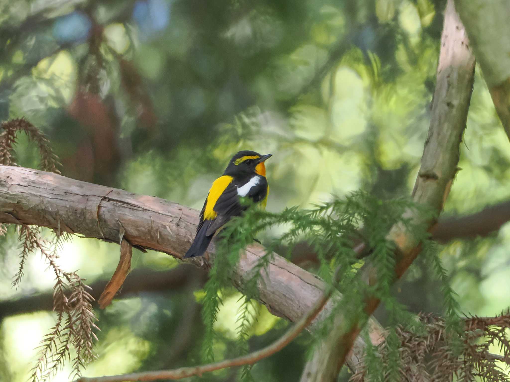 Photo of Narcissus Flycatcher at 春日山原始林 by Tetsuya