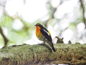 Narcissus Flycatcher 春日山原始林 Fri, 5/3/2024