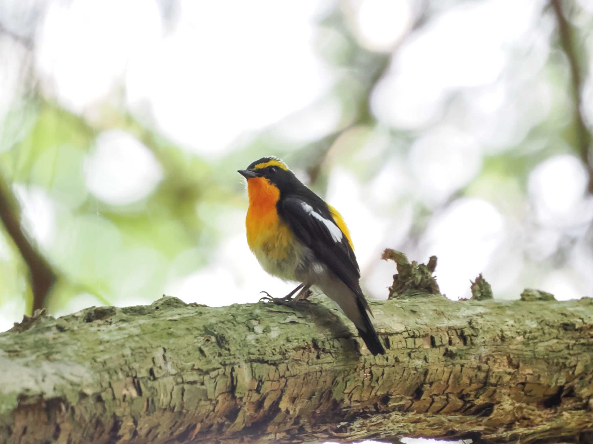 Photo of Narcissus Flycatcher at 春日山原始林 by Tetsuya
