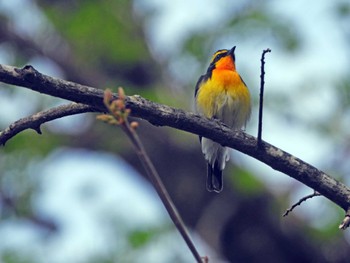 Narcissus Flycatcher 裏磐梯 Mon, 4/29/2024