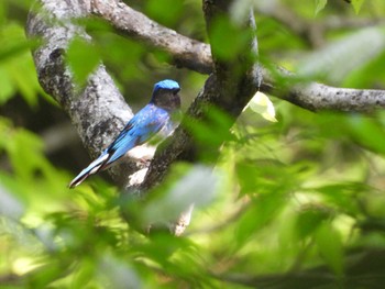 Blue-and-white Flycatcher 太白山自然観察の森 Fri, 5/3/2024