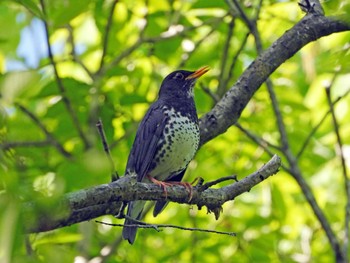 クロツグミ 太白山自然観察の森 2024年5月3日(金)